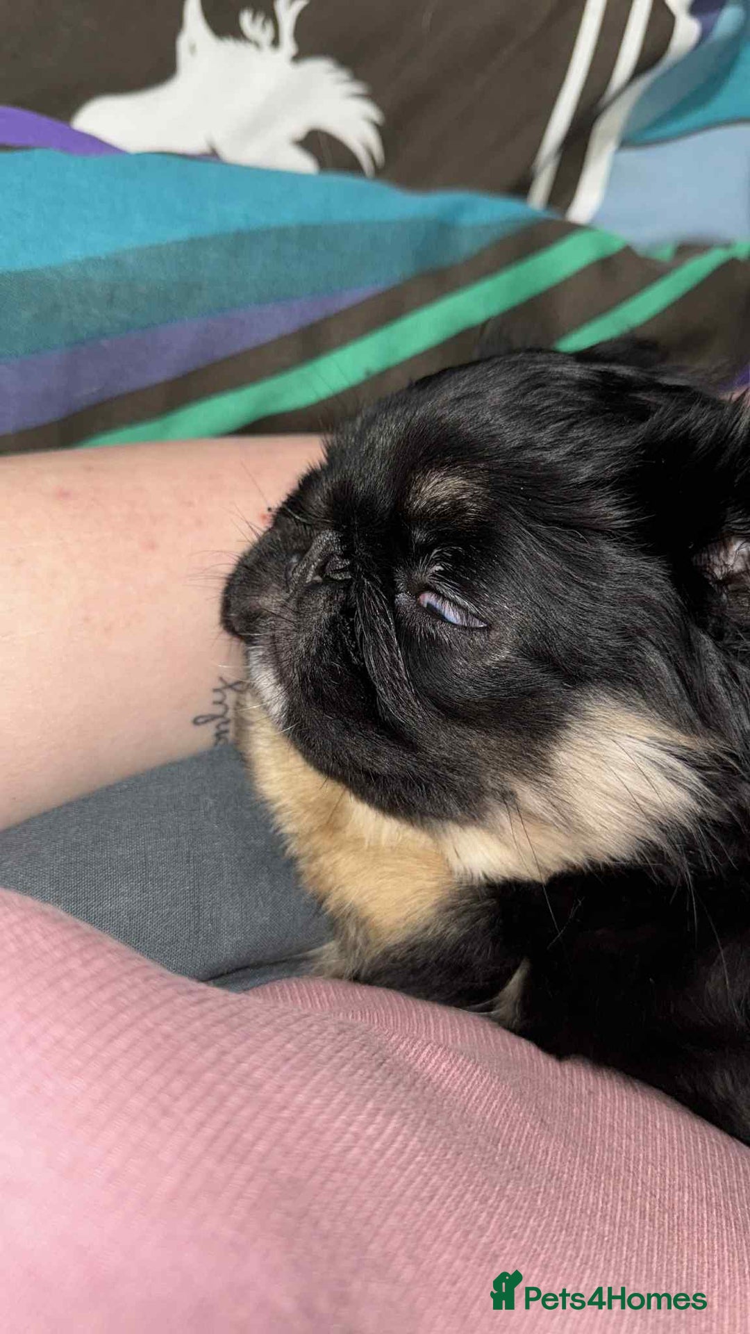 Pug dogs for sale: Scar fluffy pug - Image 8