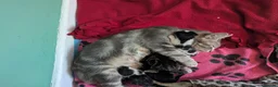 Mixed Breed cats for sale: Kittens for sale in Newquay - Advert 2