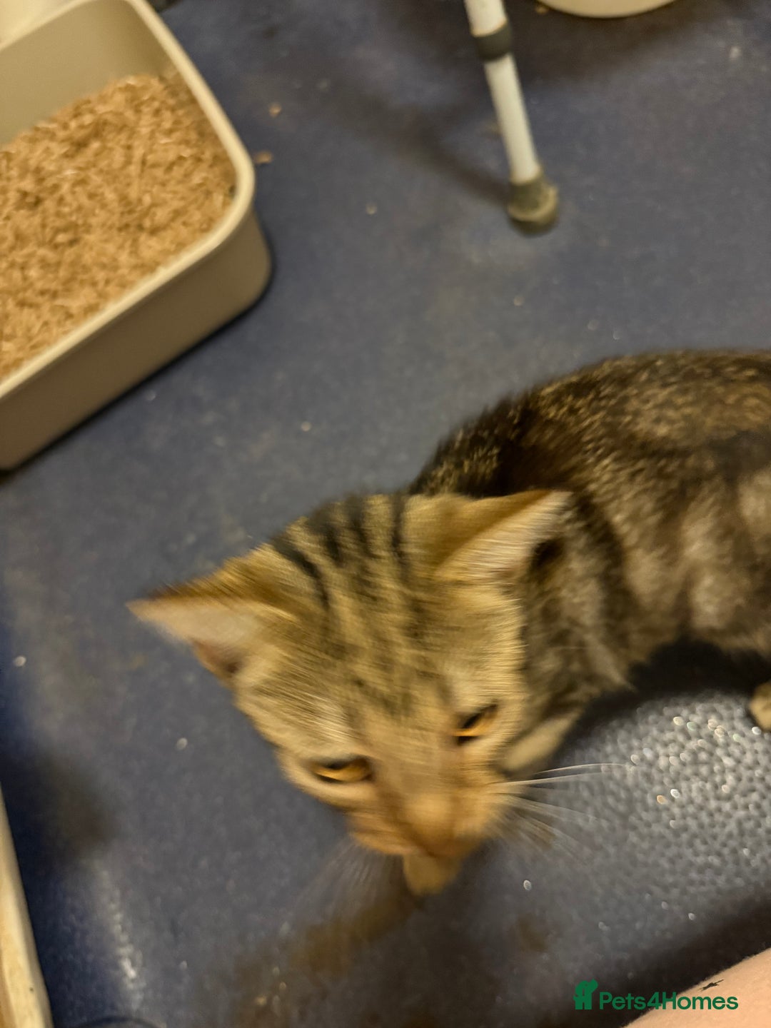 British Shorthair cats for sale: Taz & Tigger  - Advert 4