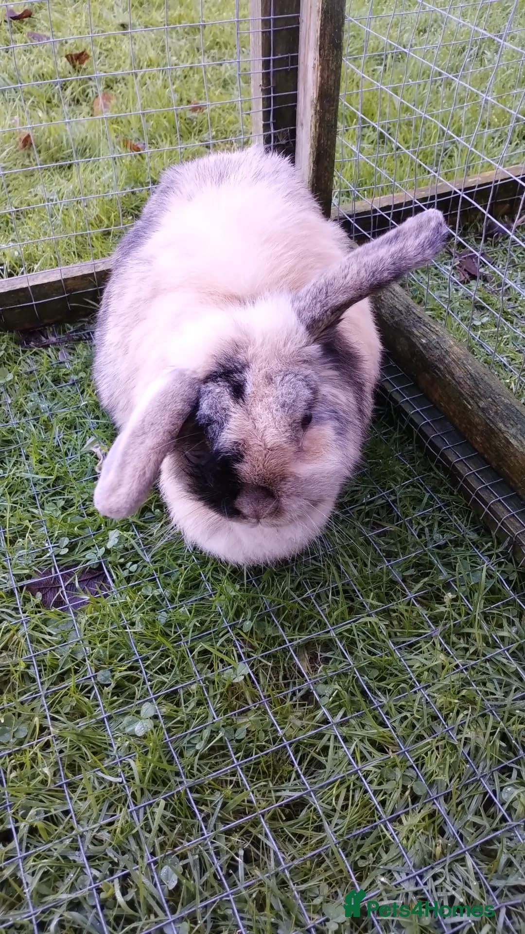 Mini Lop rabbits for sale: Mini Lop Harlequin Doe - Advert 2