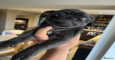 Pug dogs MALE PUG PUPPIES, READY TO LEAVE - Advert 10