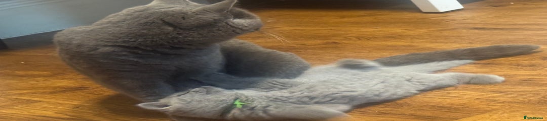 British Shorthair Kitten Green Collar 
