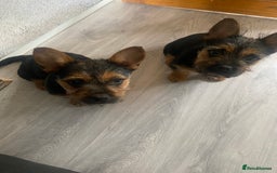 Mixed Breed dogs for sale: Two jack russell/frenchie cross girls - Image 2