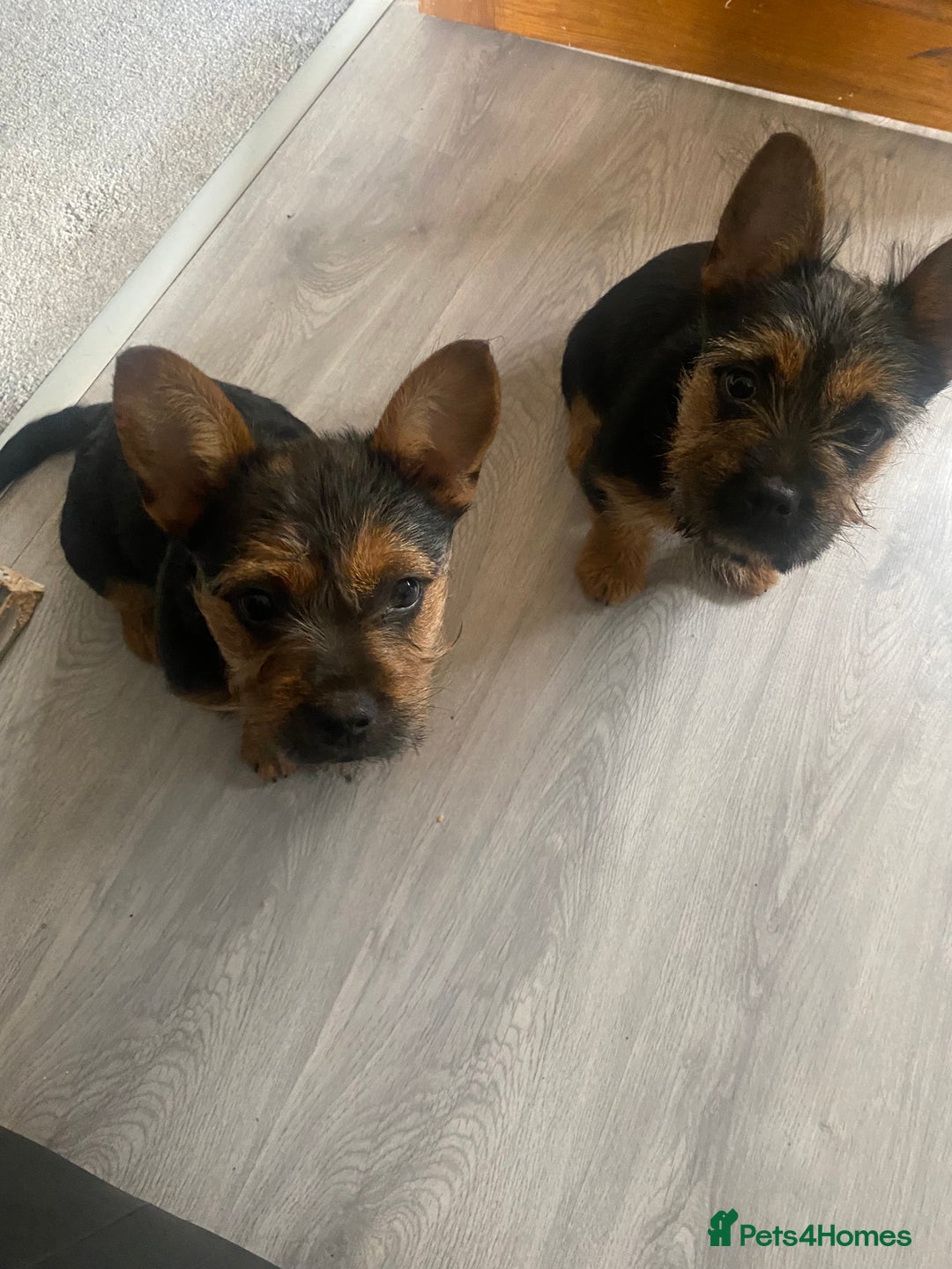 Mixed Breed dogs for sale: Two jack russell/frenchie cross girls - Image 2