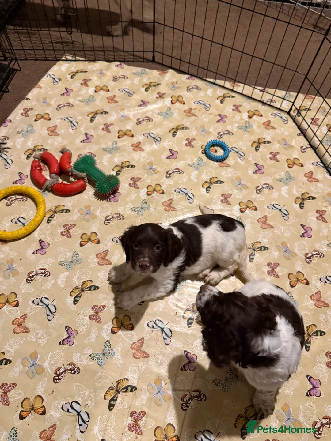 English Springer Spaniel dogs for sale: English springer spaniels  - Advert 5