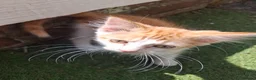 Mixed Breed cats for sale: 3 Ginger Kittens. 8 weeks old  - Advert 5