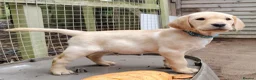 Labrador Retriever dogs for sale: KENNEL CLUB REGISTERED LABRADORS - Advert 3