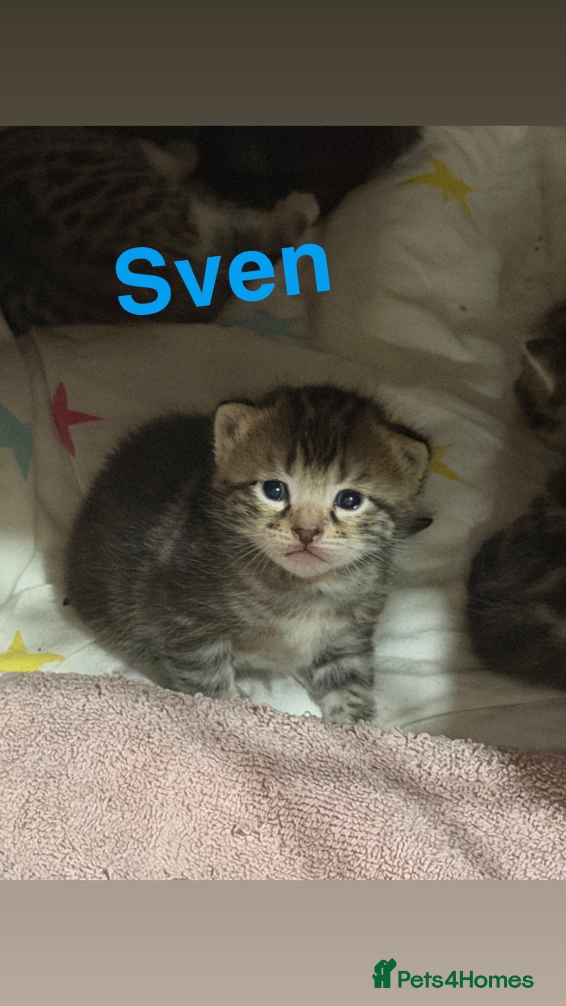 Mixed Breed cats 3 kittens for sale  - Advert 2