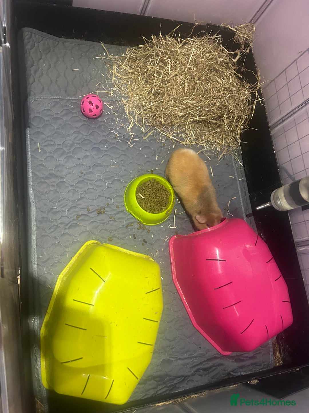 Guinea Pig rodents for sale: Two female guinea pigs needing a loving home  - Advert 9