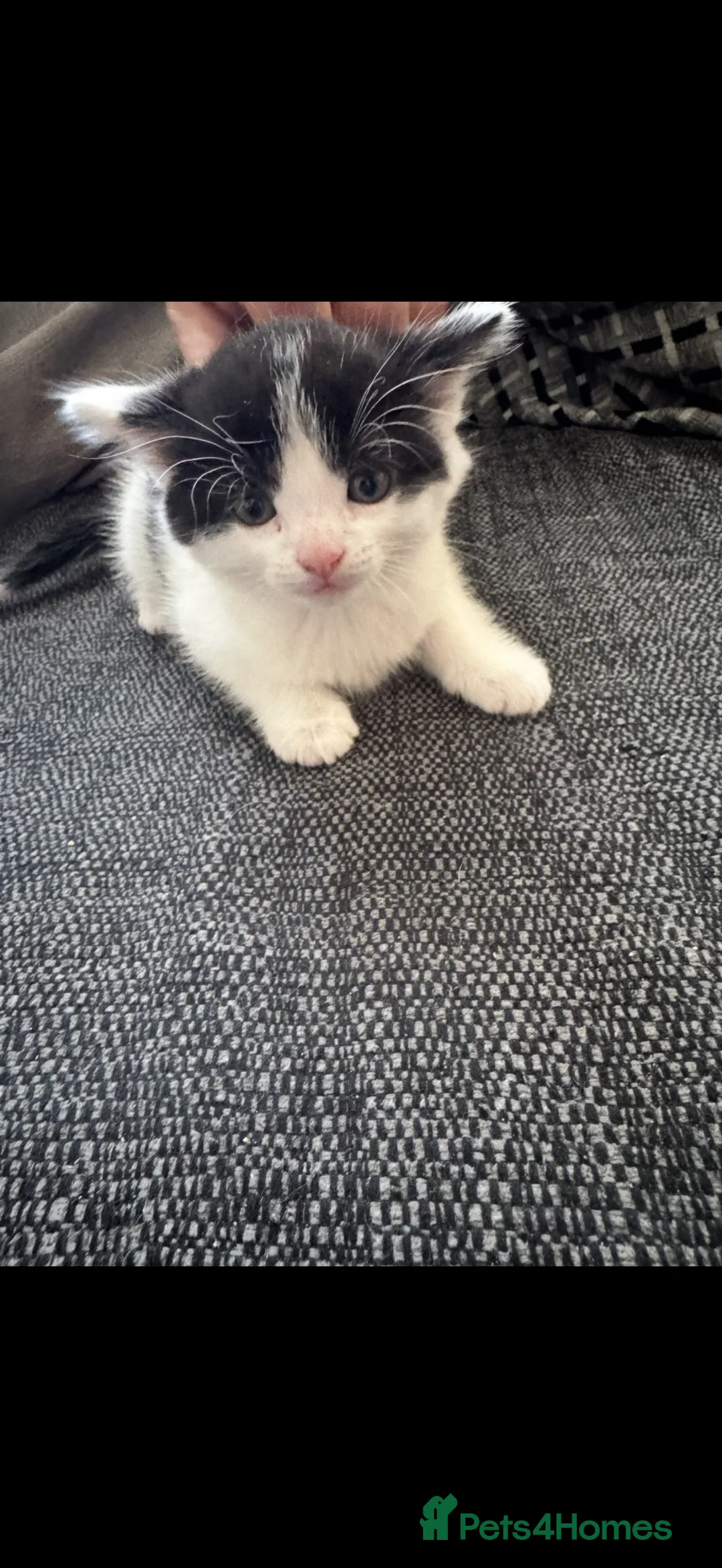 Mixed Breed cats for sale: Kittens in Airdrie - Advert 4