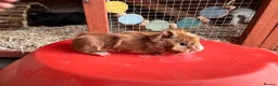 Guinea Pig rodents for sale: 2 sows/females ready mid June  - Advert 2