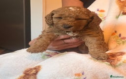 Cockapoo dogs for sale: Cockerpoo FB1 - Image 5