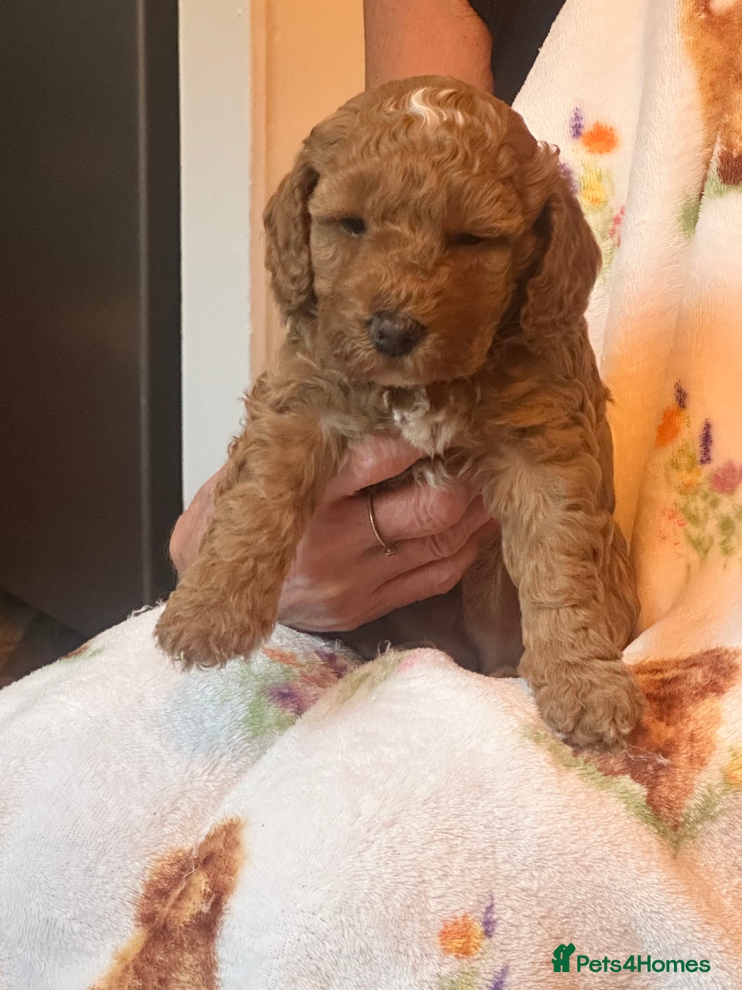 Cockapoo dogs for sale: Cockerpoo FB1 - Image 5