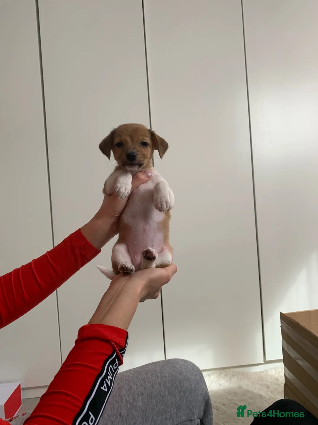 Jack Russell dogs for sale: Beautiful Pure Jack Russell Puppies Dogs  in Isleworth - Advert 2