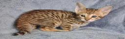 Savannah cats for sale: Super spotty F5 Savannah kittens - Advert 6