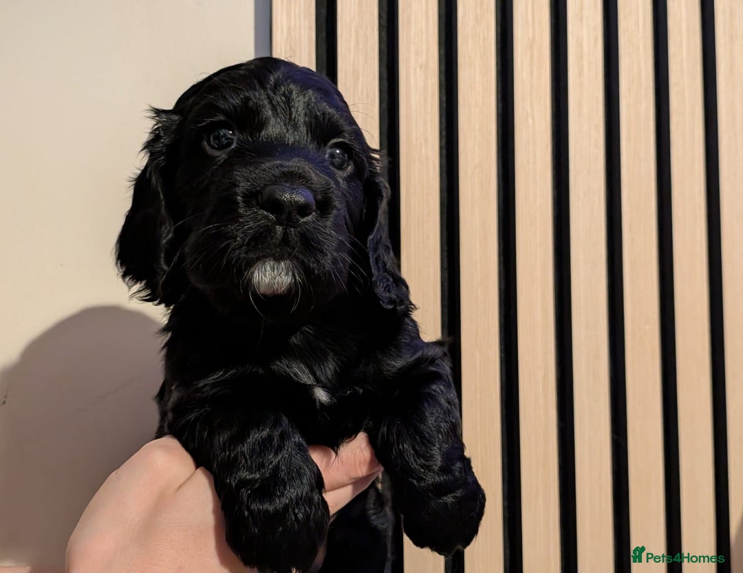 Cocker Spaniel dogs for sale: 🐾KC Reg- Working Cocker Spaniel DNA Tested 🧬 - Image 1