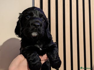Cocker Spaniel dogs - Advert 5