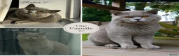 British Shorthair cats for sale: GCCF Pedigree British Shorthair Kittens -blue/grey - Advert 17