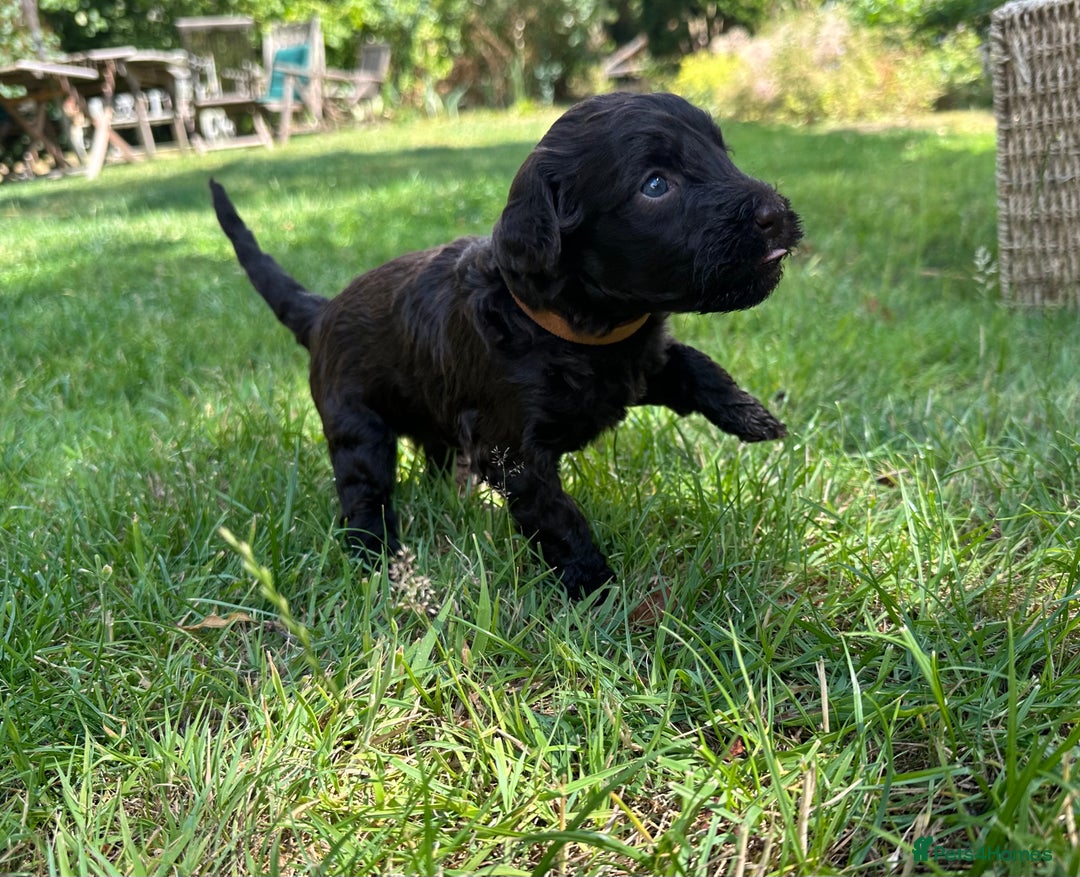 Portuguese Water Dog dogs for sale: Portuguese Water Dog puppies for sale in Oakham - Image 10