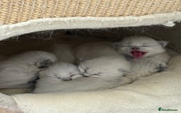 Ragdoll cats for sale: Adorable Pedigree Ragdoll Kittens Available 🐾 - Image 17
