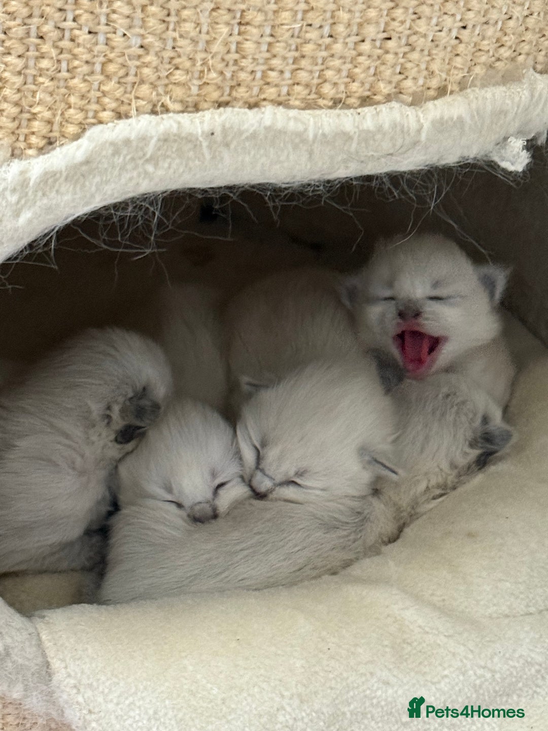 Ragdoll cats for sale: Adorable Pedigree Ragdoll Kittens Available 🐾 - Image 17