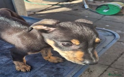 Mixed Breed dogs for sale: Beautiful whippet first cross puppies - Image 6