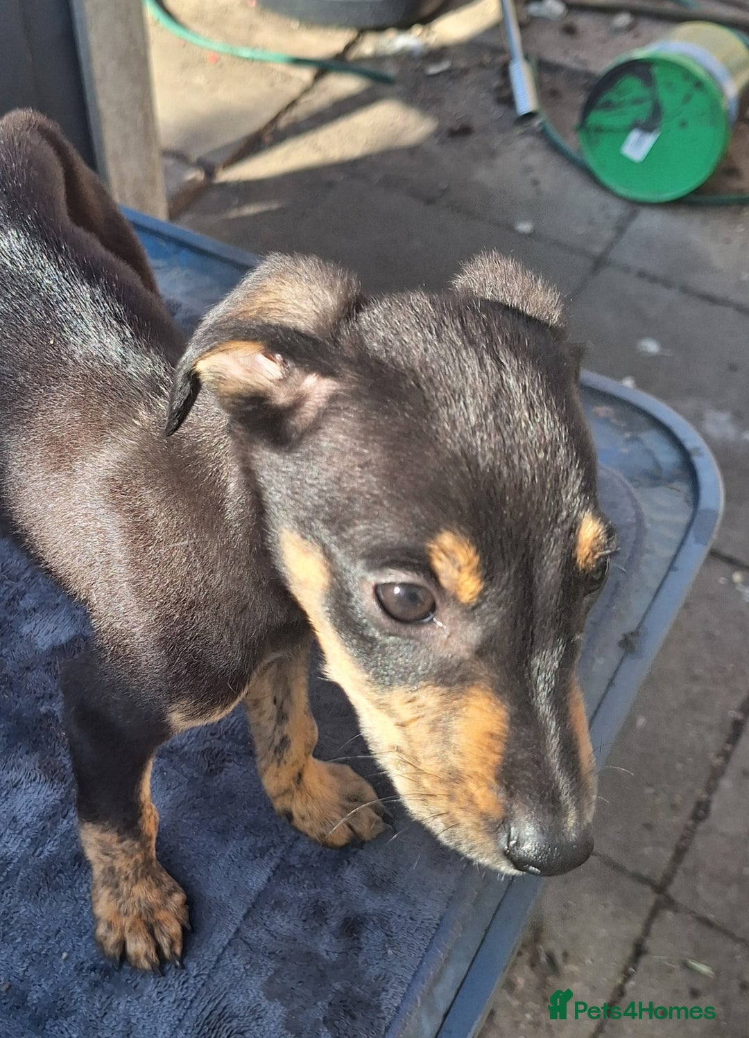 Mixed Breed dogs for sale: Beautiful whippet first cross puppies - Image 6