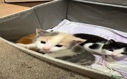 Mixed Breed cats for sale: Litter Of 3 Gorgeous Kittens For Sale please read  - Image 8