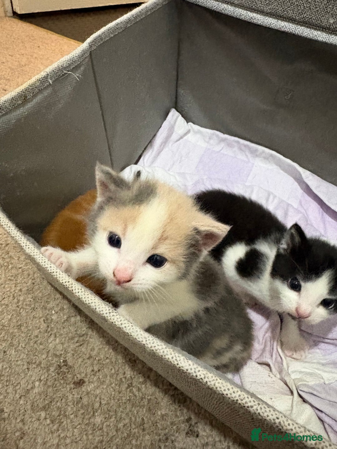 Mixed Breed cats for sale: Litter Of 3 Gorgeous Kittens For Sale please read  - Image 8