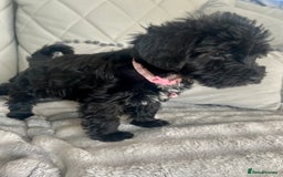 Mixed Breed dogs for sale: 🐾🐶Schnauzer/ Schnoodles 🐶🐾 - Image 18