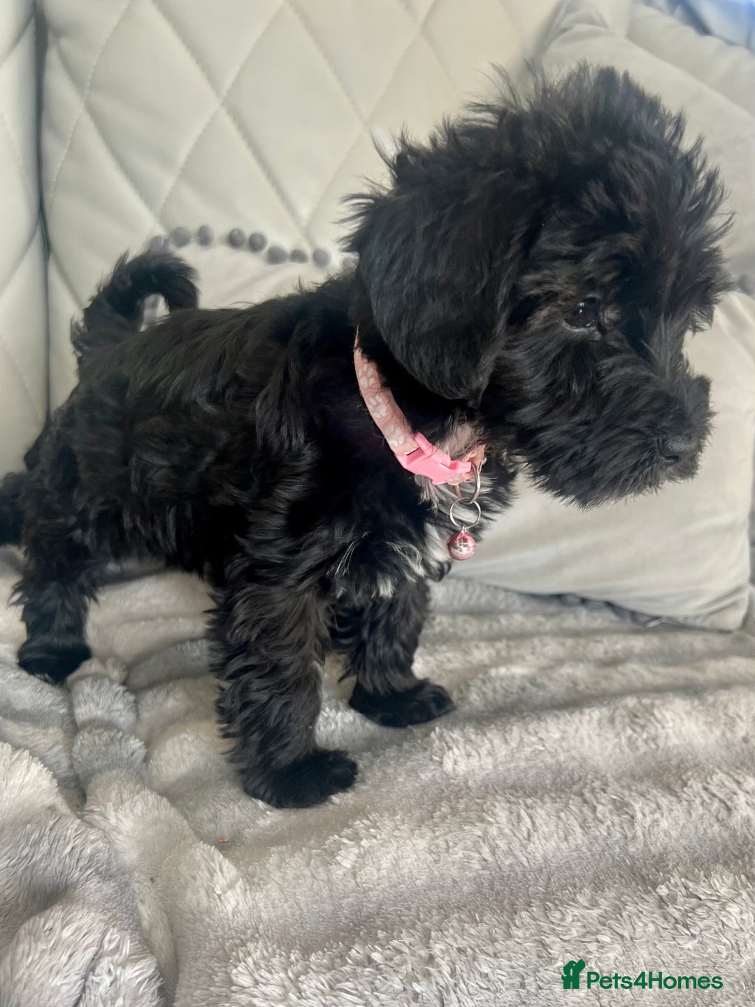 Mixed Breed dogs for sale: 🐾🐶Schnauzer/ Schnoodles 🐶🐾 - Image 18