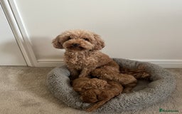 Cavapoo dogs for sale: Beautiful Cavapoo Puppies - Image 7