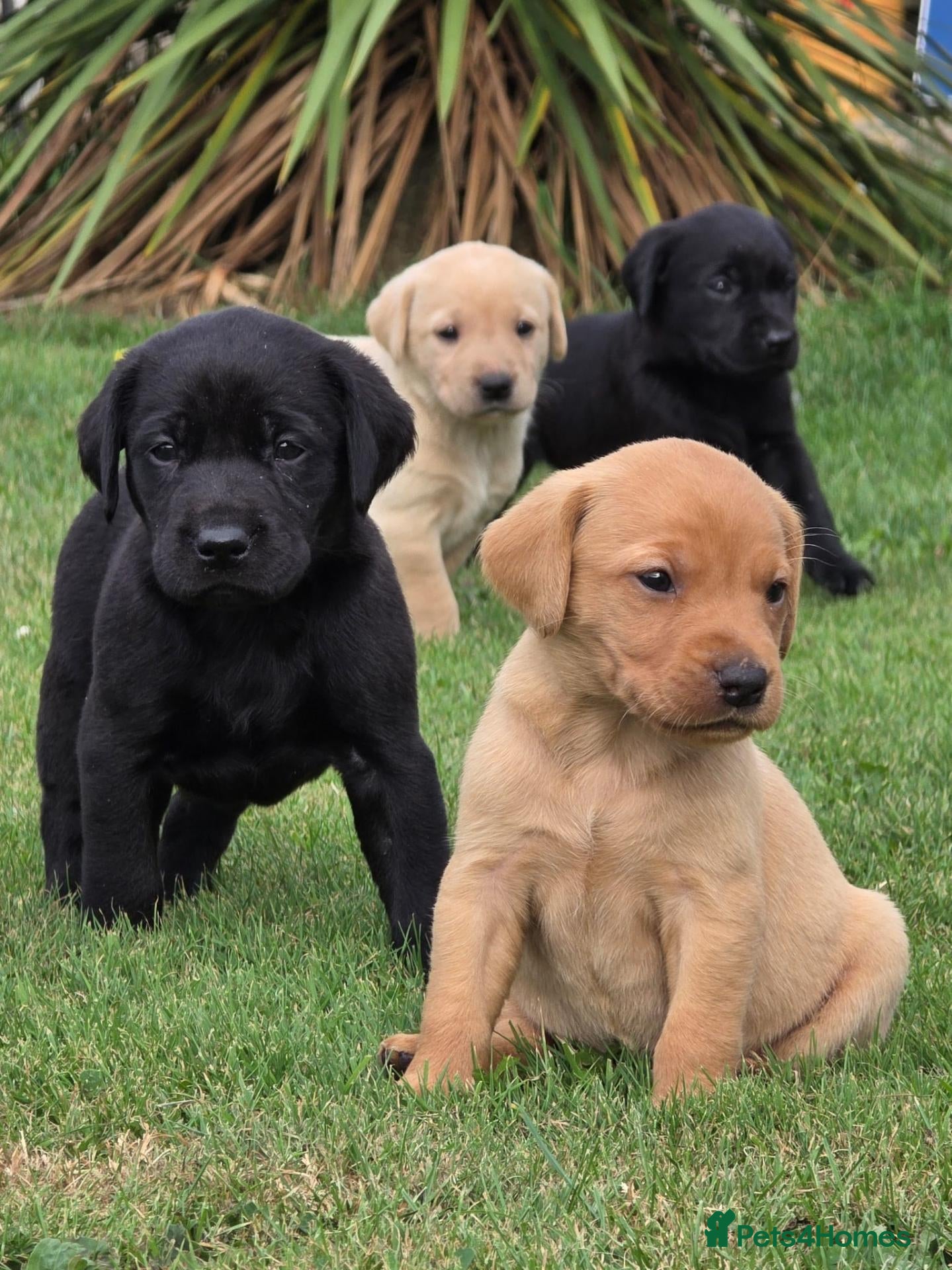 Labrador Retriever dogs *Beautiful kc, Dna clear labrador puppies* - Advert 1