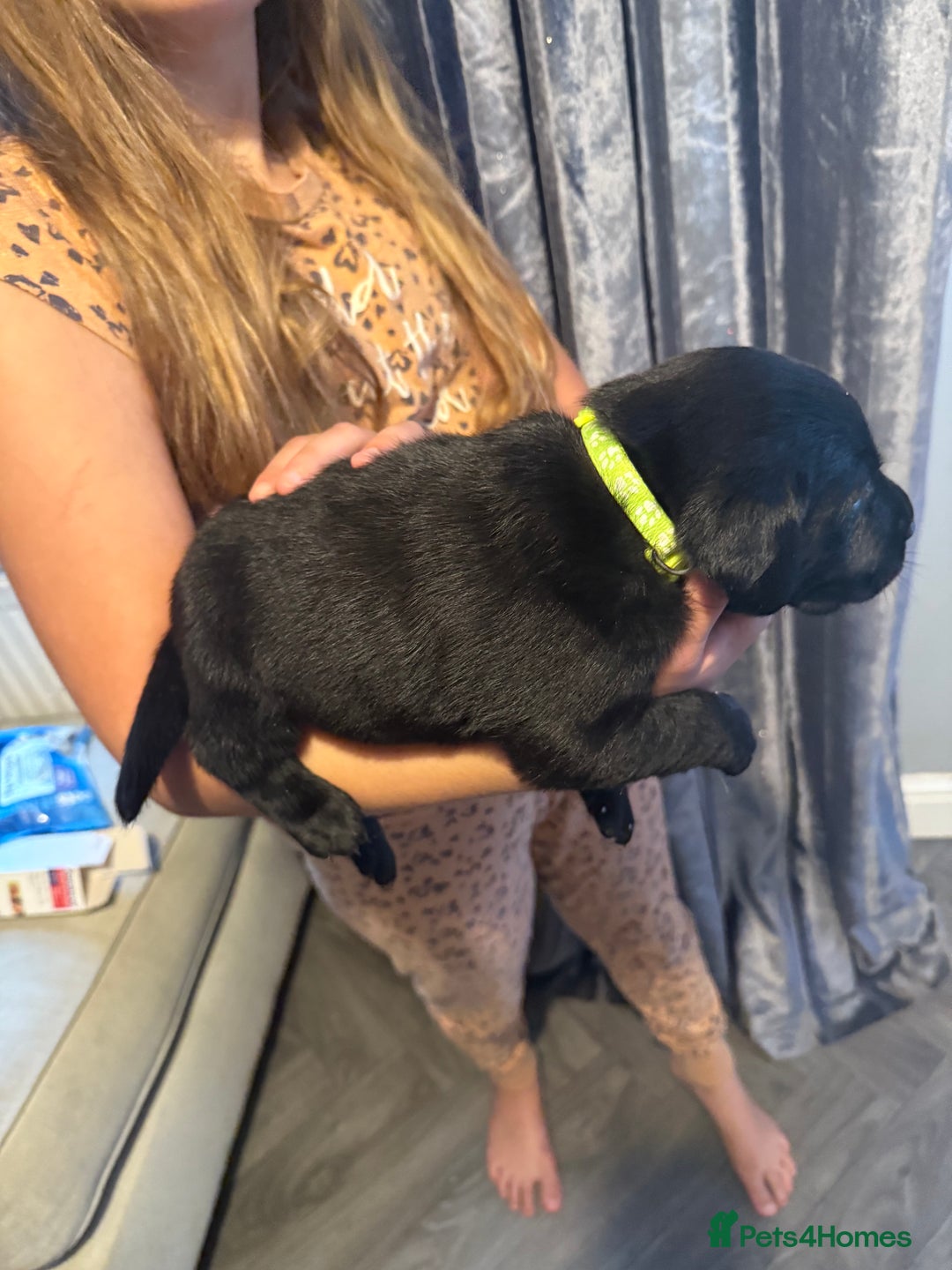 Labrador Retriever dogs for sale: Black labradors  - Image 21