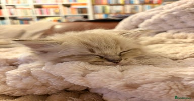 Ragdoll cats - Advert 5
