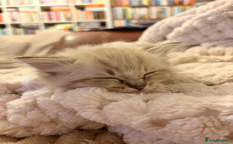 Ragdoll cats - Advert 3