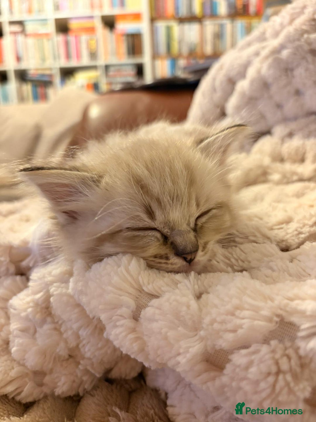 Ragdoll cats for sale: Cherubim Ragdoll Kittens TICA Mink Lynx - Image 10