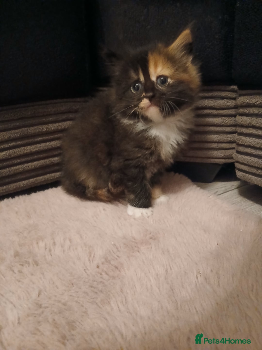 Maine Coon cats for sale: Mainecoon kittens  - Image 15