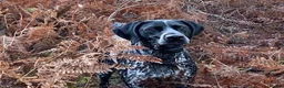 German Shorthaired Pointer dogs for sale: German Shorthaired Pointer - Advert 1