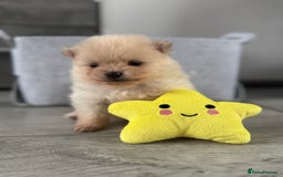 Pomeranian dogs for sale: KC registered Pomeranian puppies - Image 23