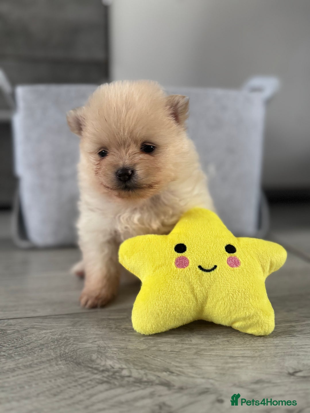 Pomeranian dogs for sale: KC registered Pomeranian puppies - Image 23