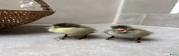 Ducks poultry for sale: Day old runner ducklings  - Advert 3