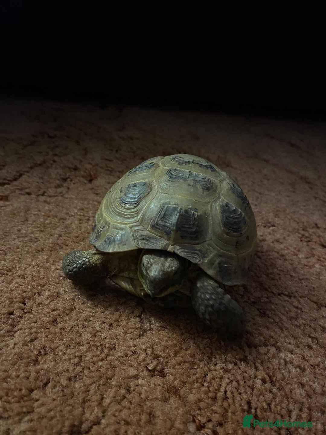 Tortoise reptiles for sale: Pair of Male Horsefield Tortoises with full set up - Advert 13