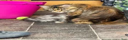 Maine Coon cats for sale: 3 beautiful maincoon kittens  - Advert 16