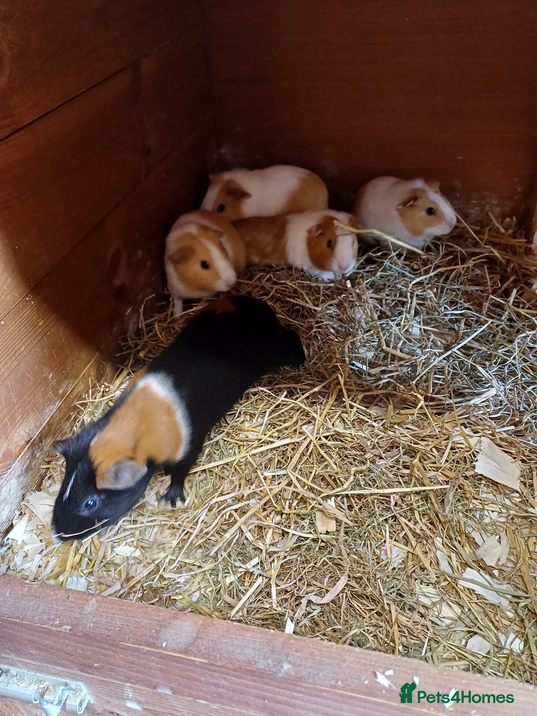 Guinea Pig rodents for sale: Baby Guinea Pigs (Male) - Advert 4