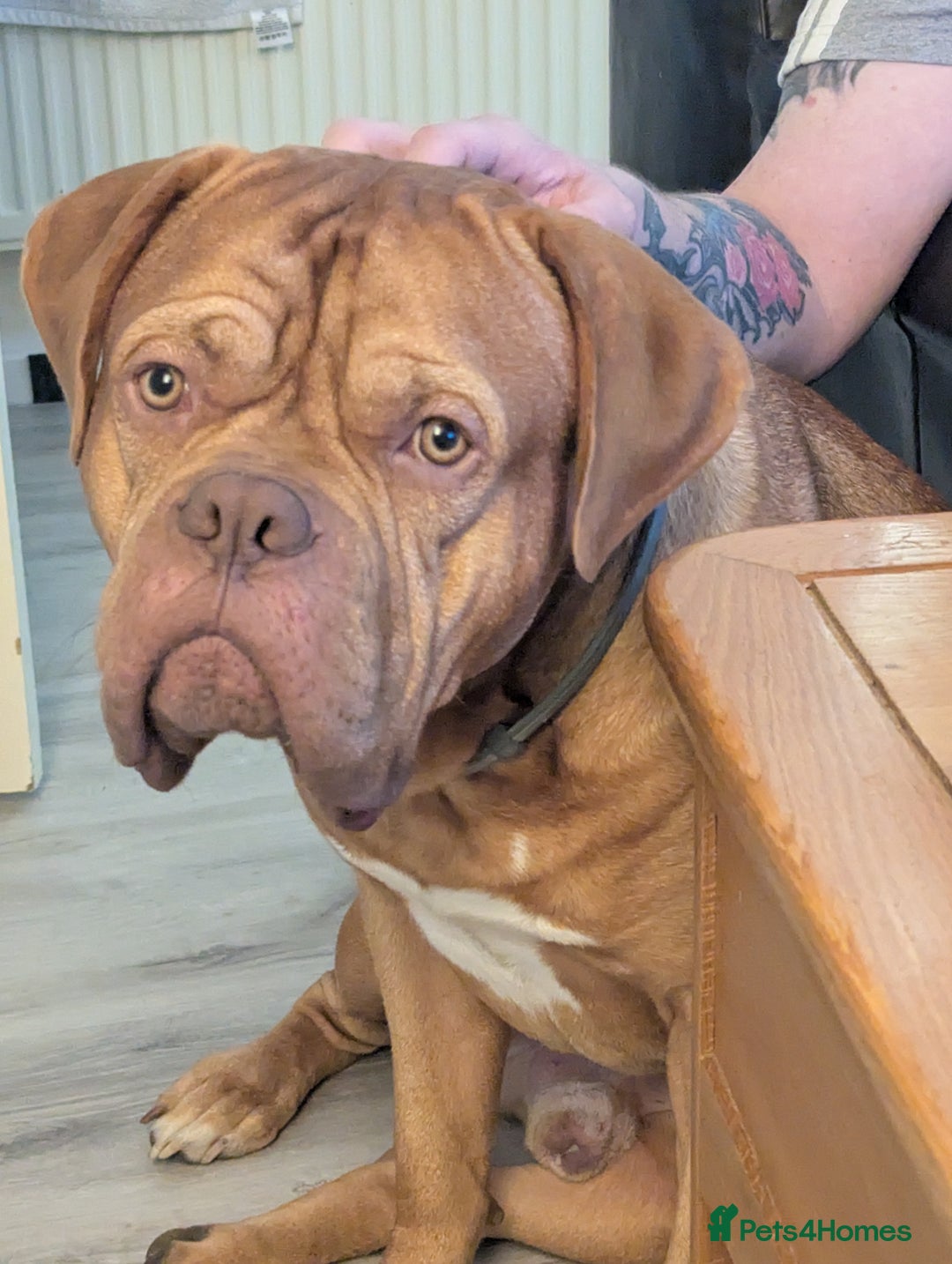 Dogue De Bordeaux dogs for sale: 2 YEAR OLD MALE DOGUE DE BORDEAUX KC REGISTERED - Advert 1
