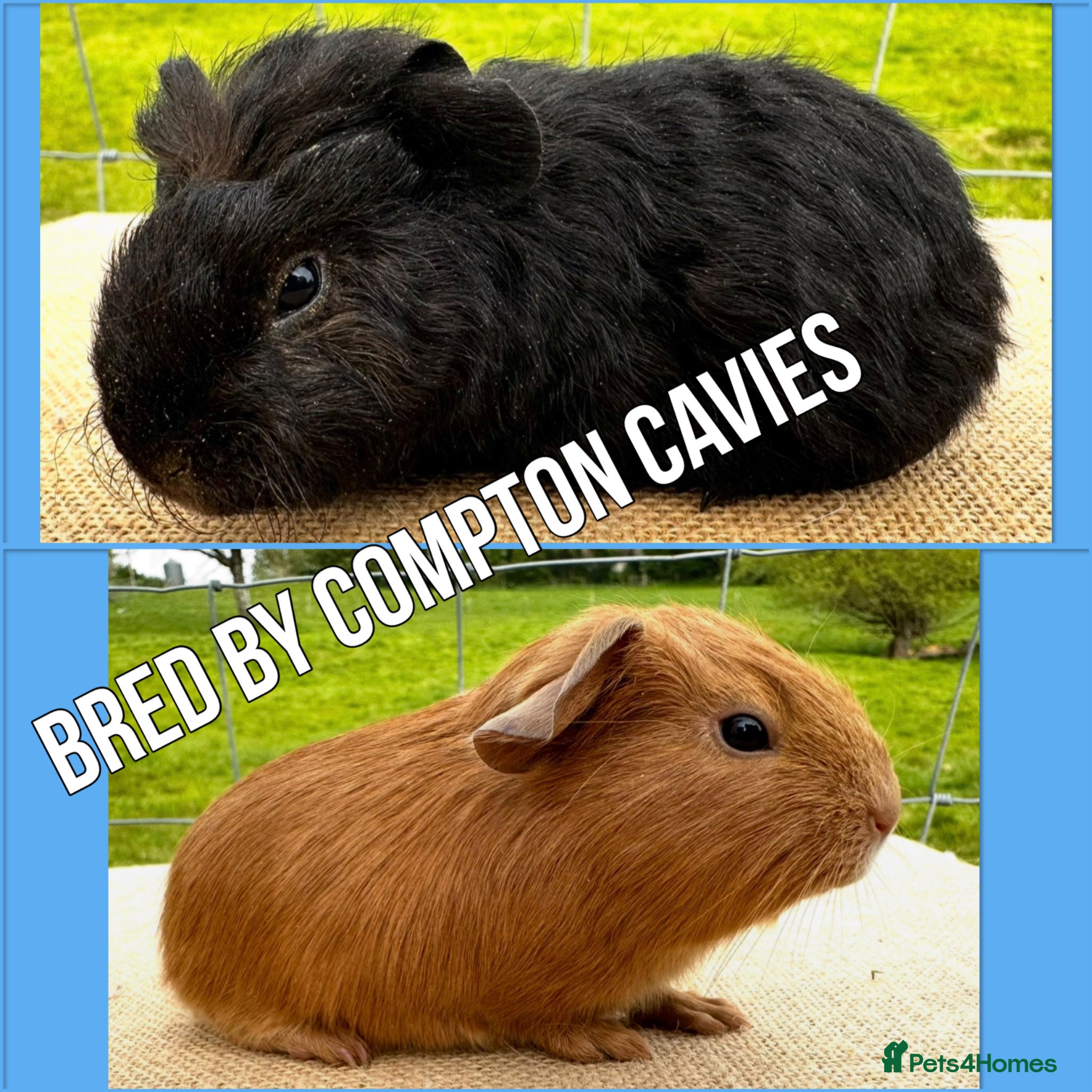 Guinea Pig rodents Pair of pet baby brothers  - Advert 1