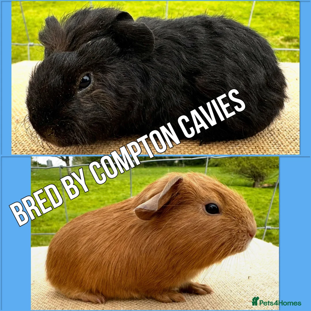 Guinea Pig rodents for sale: Pair of pet baby brothers  - Advert 1