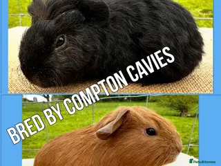 Guinea Pig rodents for sale: Pair of pet baby brothers - Advert 2