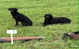 Labrador Retriever dogs for sale: KC Registered Black Labrador puppies   - Image 11